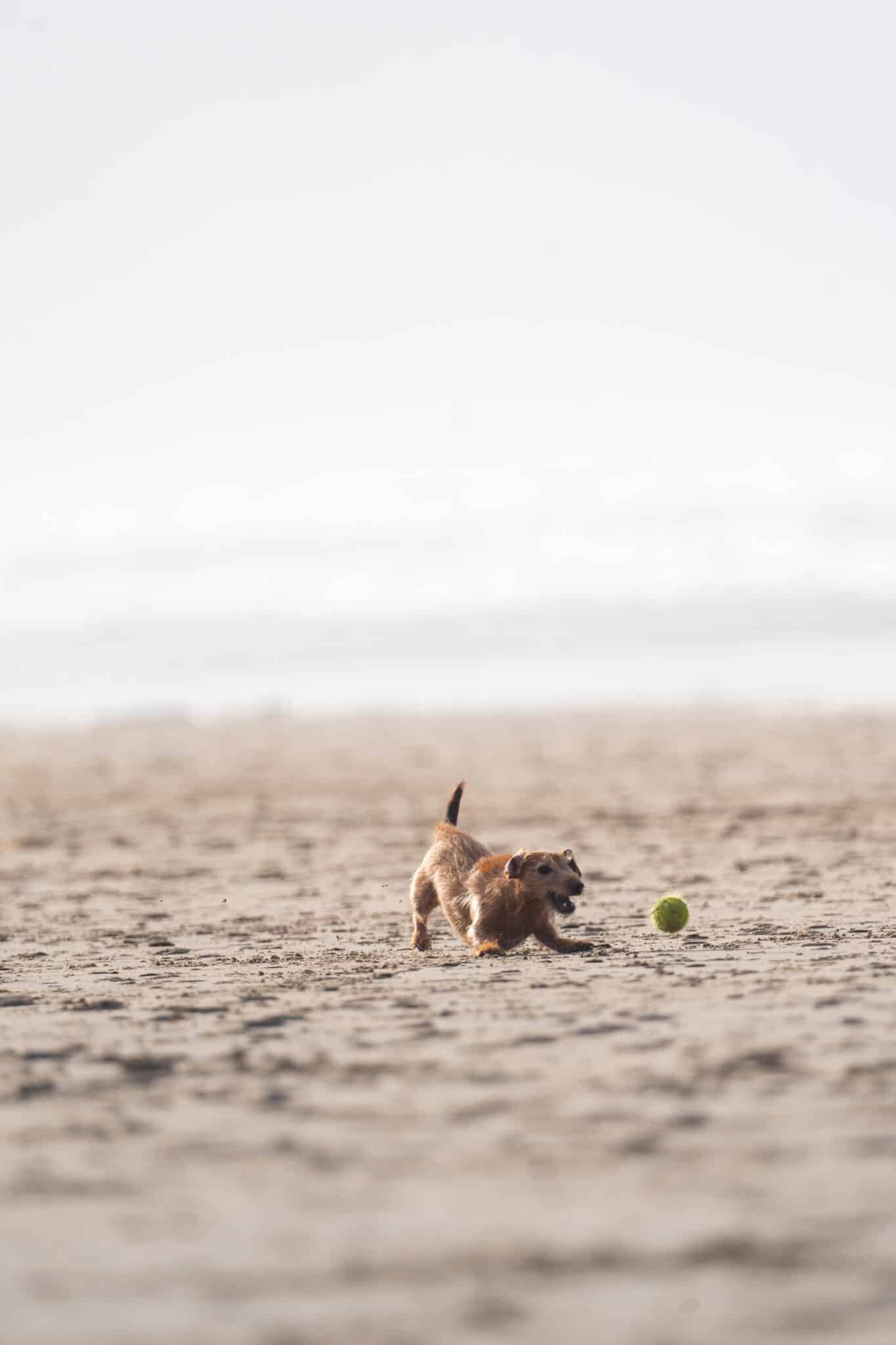 Hond op het strand met een bal