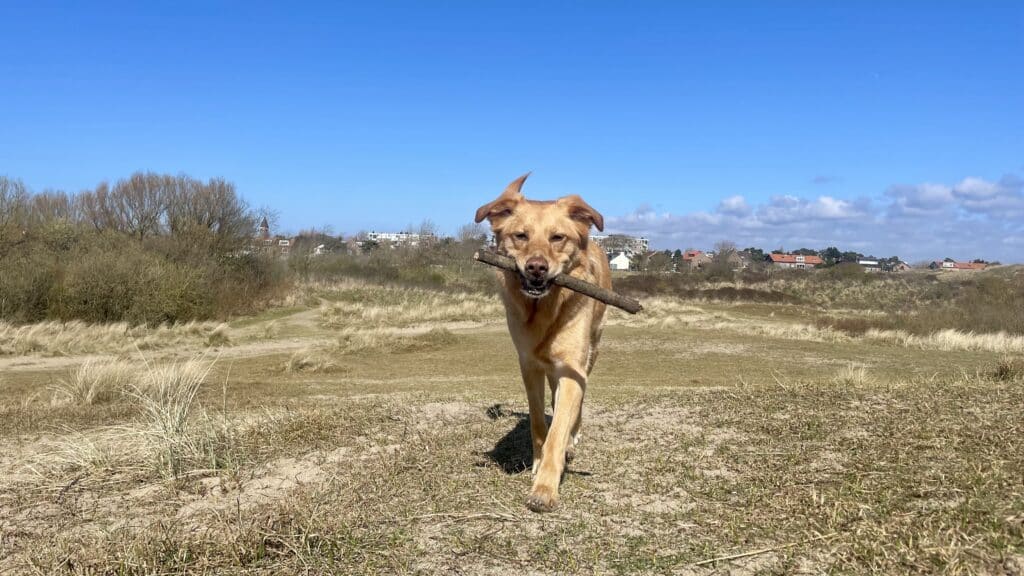 Hond met een stok in z’n bek, wandelend door de duinen met de huizen van Zandvoort op de achtergrond.