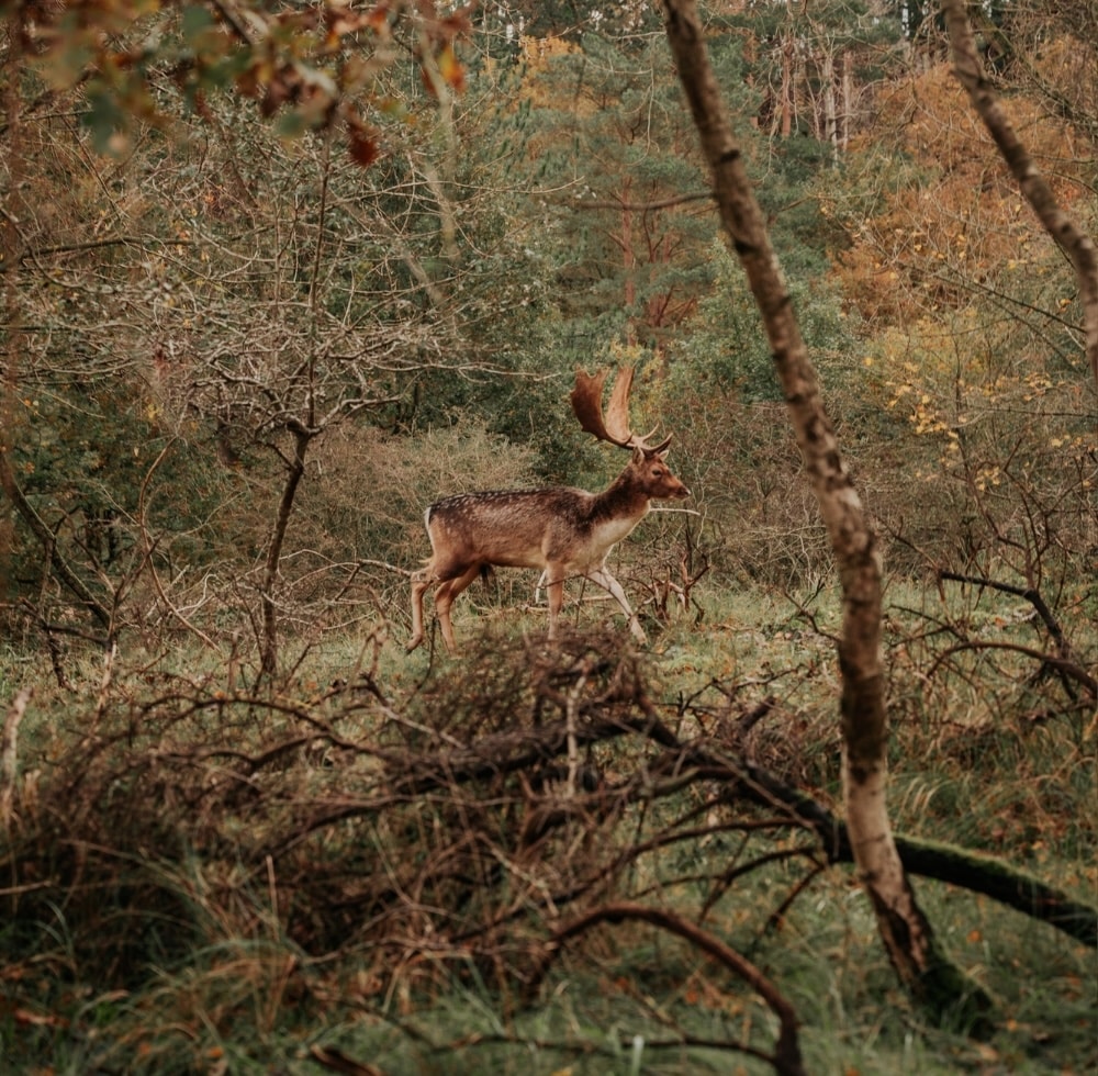 Wildwandeling met gids, op zoek naar de burlende herten in de Amsterdamse Waterleidingduinen in Zandvoort